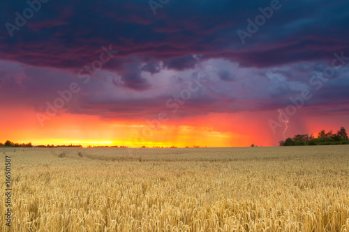 Colorful cloudy sky over wheat field at sunset time