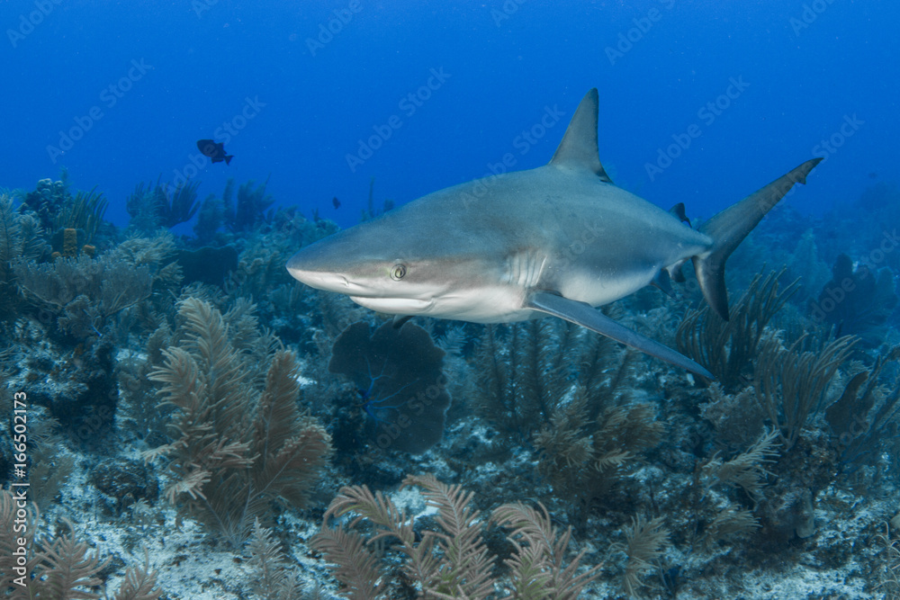 Fototapeta premium Caribbean Reef Shark