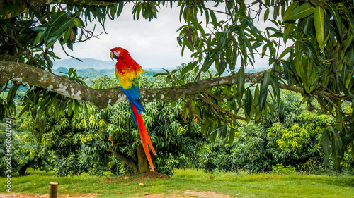 parrot