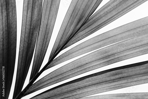 Palm leaf in black and white photo