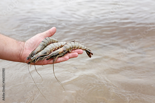 Fresh shrimps on hand, outdoors