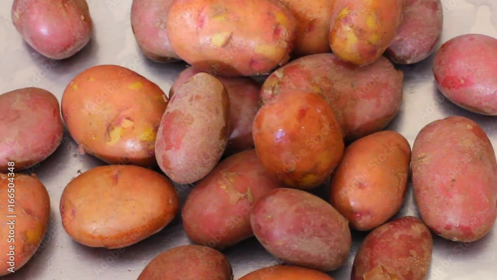 Fresh fruits of young potatoes are poured from the packages into the sink. Preparing food for cooking. Fresh fruits of young potatoes are poured from the packages into the sink. Preparing food for cooking.