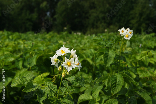 Potatoes, flowers