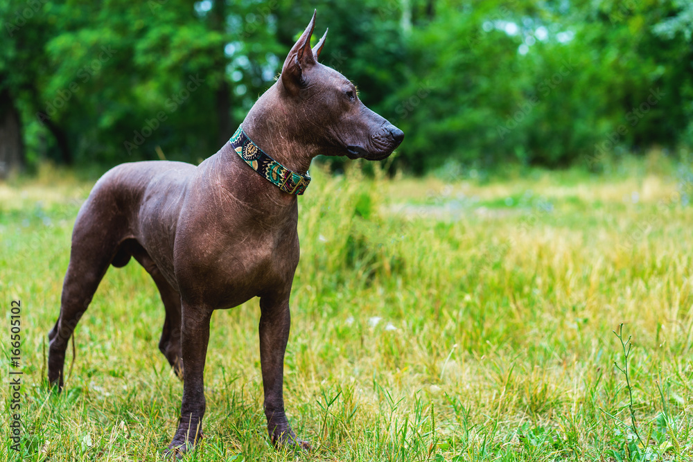 længde Okklusion Agurk Close up portrait One Mexican hairless dog (xoloitzcuintle, Xolo) in full  growth in a red collar on a background of green grass and trees in the park  Stock-foto | Adobe Stock