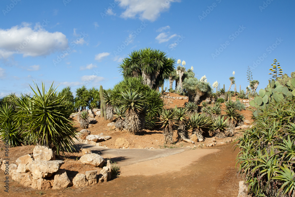 Cactus garden at island Majorca, Balearic Islands, Spain.