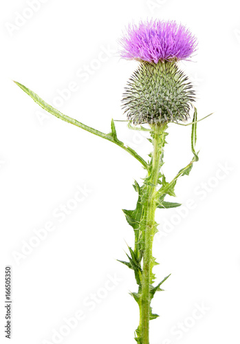 Common thistle (Cirsium vulgare) isolated on white background. Medicinal plant