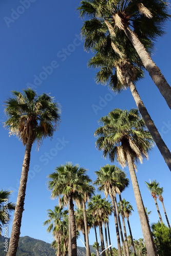 palm tree alley against the blue sky