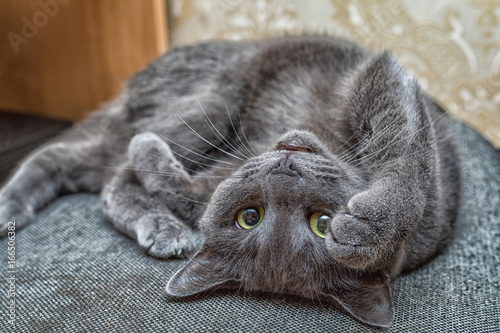 Russian blue cat lie on the back