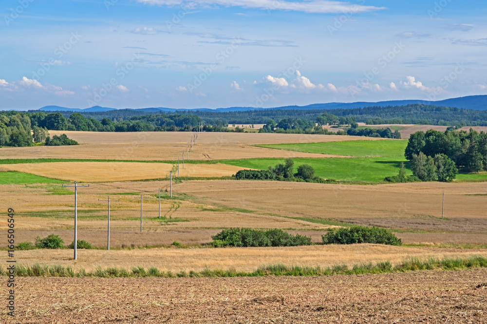 Fototapeta premium Uprawa zboża.