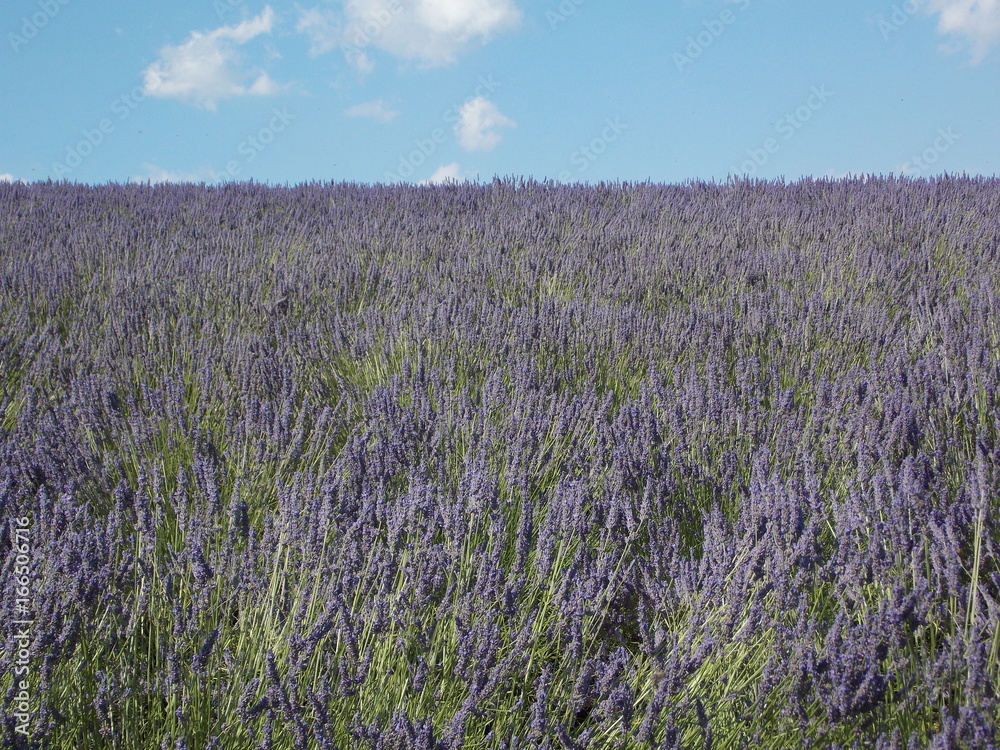 Obraz premium provence