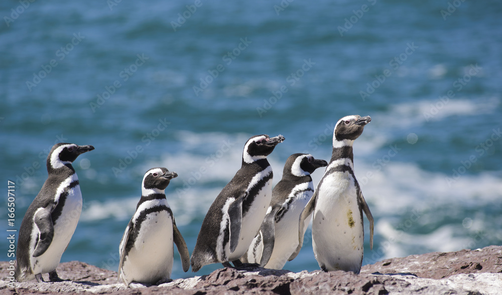 Fototapeta premium Magallanic Penguin