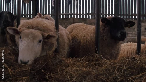 heavily pregnant ewe sheep eating hay in barn