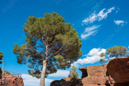 Pine on the background of a blue sky near the town of Montbrio del Camp, Tarragona, Catalunya, Spain. Copy space for text. photo