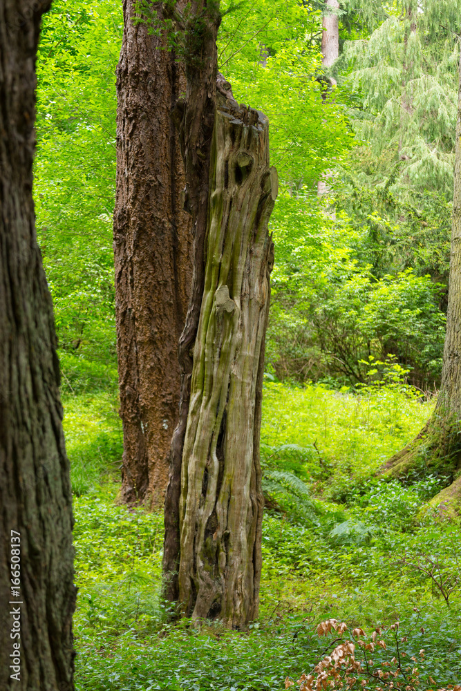 Baumstamm im Wald 