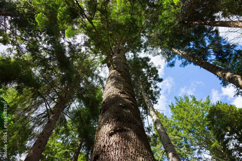 Fototapeta premium Bäume im Wald Blick zum Himmel
