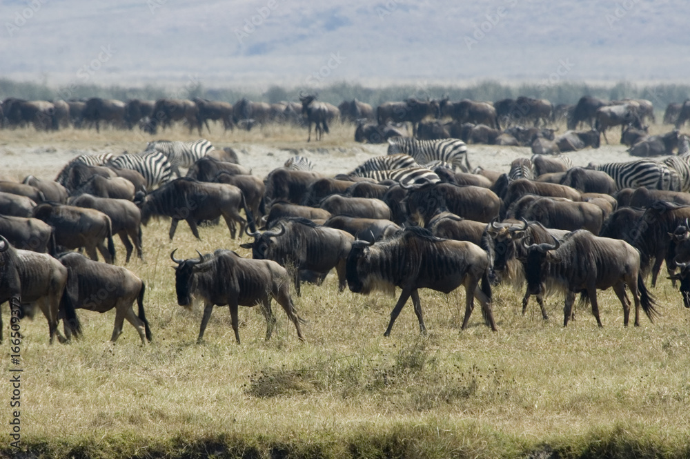 Fototapeta premium Zebras and Wildebeests 1 - Ngorongoro Conservation Area - Tanzania