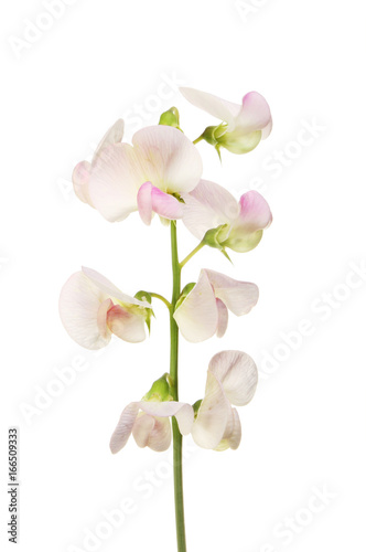 Принти на полотні Everlasting sweet pea flowers