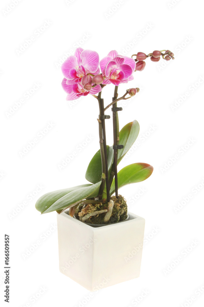 Naklejka premium Orchid in a pot