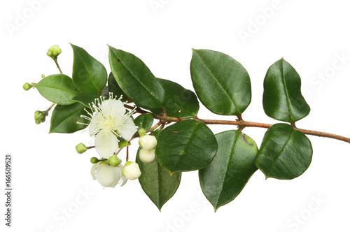 Myrtle flowers and foliage