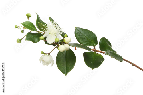 Myrtle flowers and foliage photo