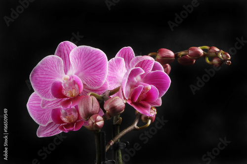 Purple Phalaenopsis  moth orchid  flowers against  black