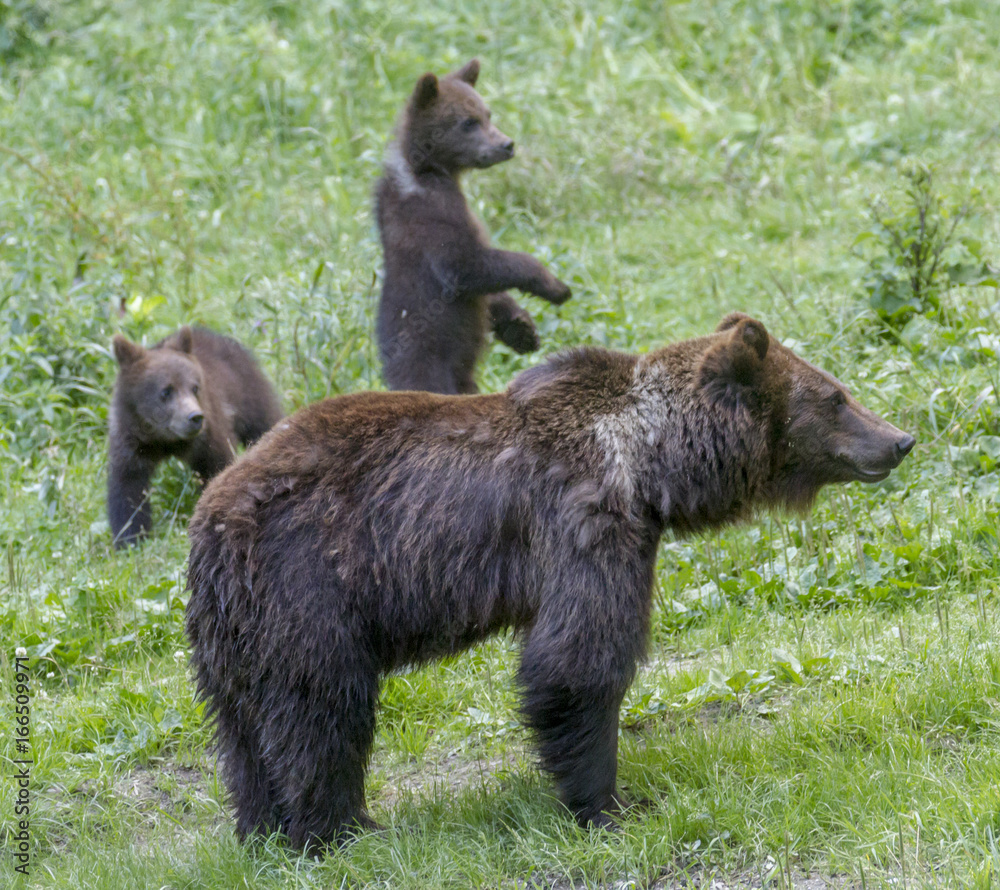 Wild bears in the Romanian forest