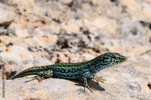 Turquoise coloured wall lizard from Formentera, Spain