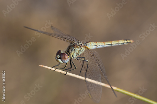 Dragonfly photographed in their natural environment.