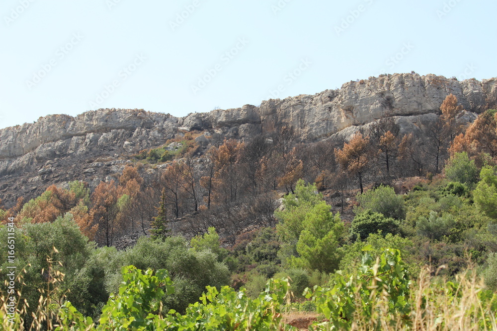 paysage des corbières : pinède