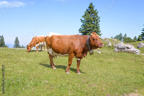 Fototapeta Naklejka Na Ścianę i Meble -  Cattle, Livestock grazing on pasture in mountains