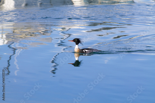 Red-breasted Merganser