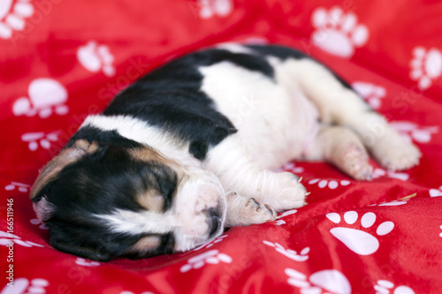 Gently Basset hound puppy sleeps on red background