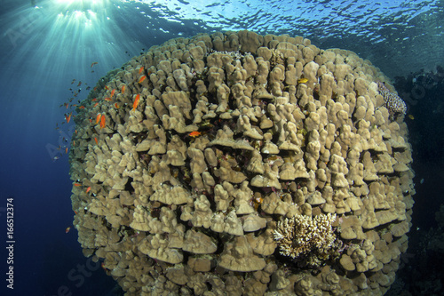 Large Coral Head photo