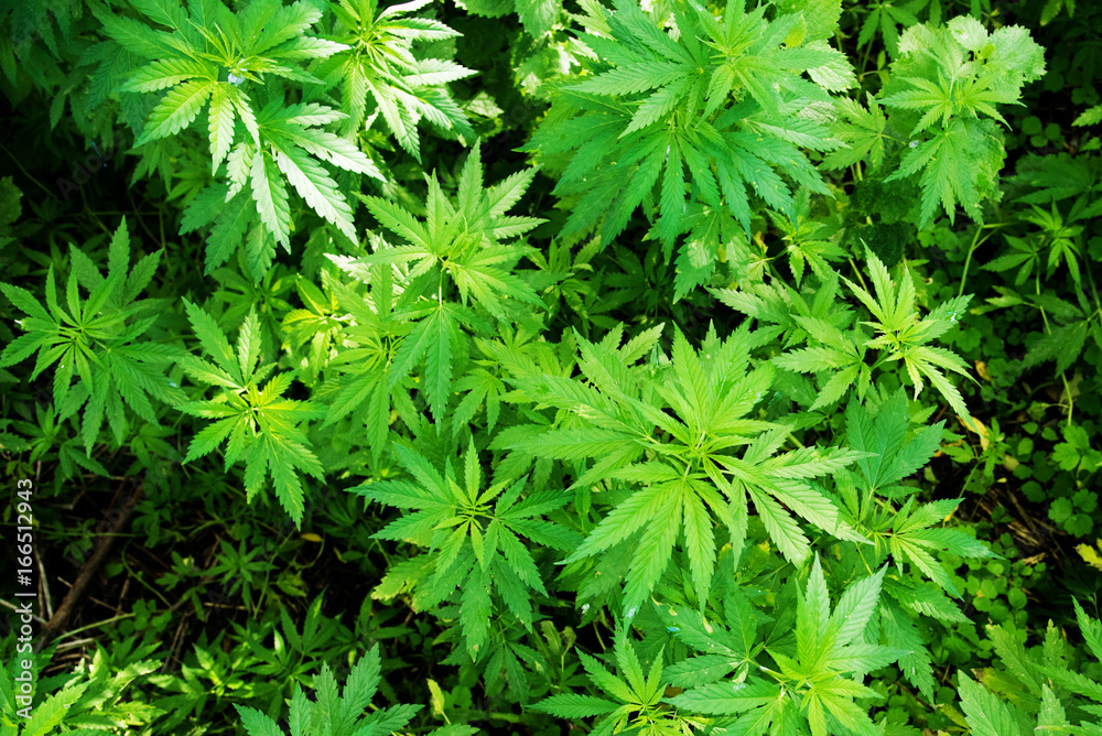 Wild agricultural hemp grows in the countryside Wild agricultural hemp grows in the countryside