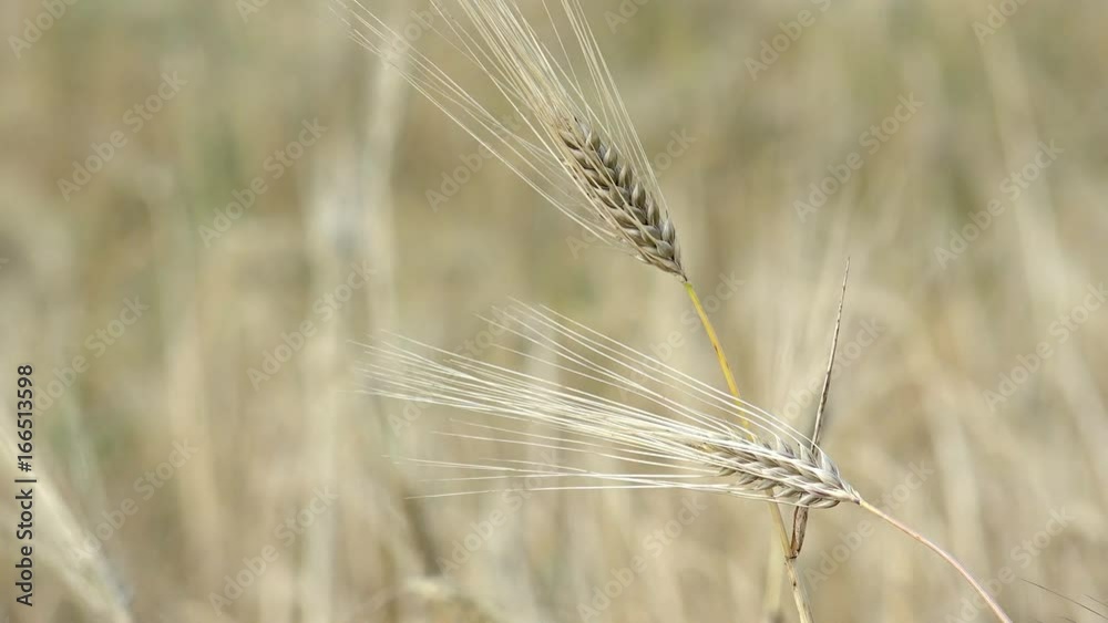 Wheat ear swing on wind, cinematic background Wheat ear swing on wind, cinematic background
