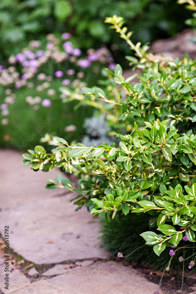 Euonymus green ornamental leaves - nature foliage background