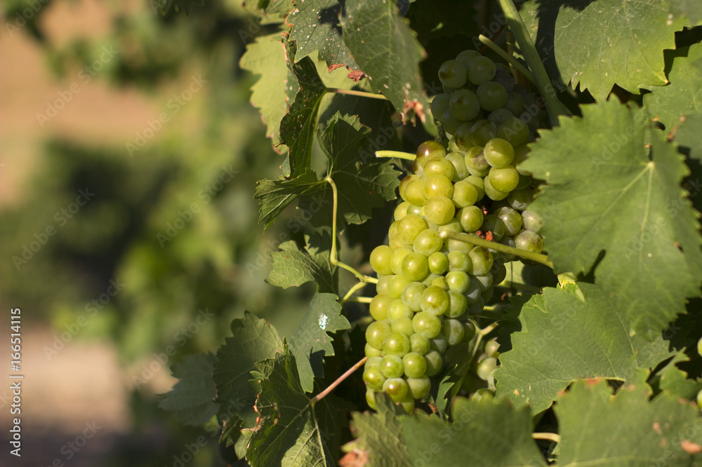 Grapevine Wine Sardinia