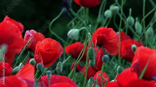 Close up in poppy field on wind photo