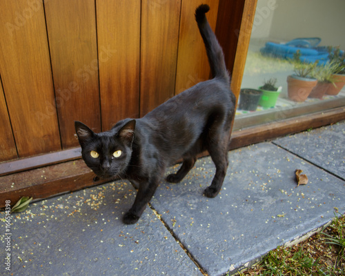 Canvas Print Curious black cat outside by the doorstep
