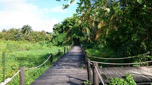 caribbean tropical nature
