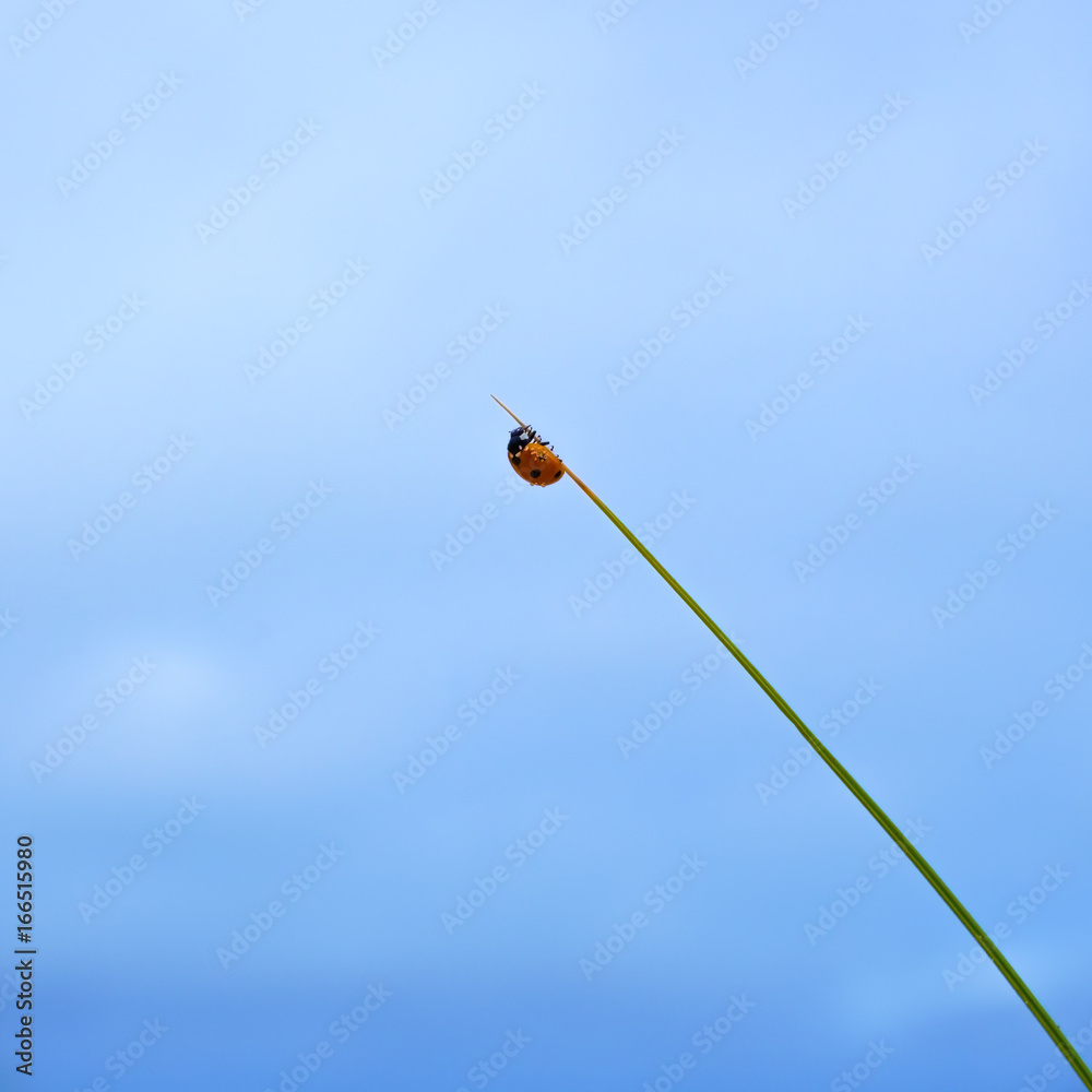 Fototapeta premium red ladybug on grass.