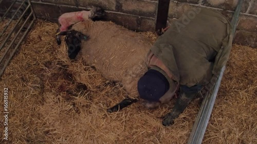 farmer helps heavily pregnant ewe sheep to give birth to her lamb in a barn
