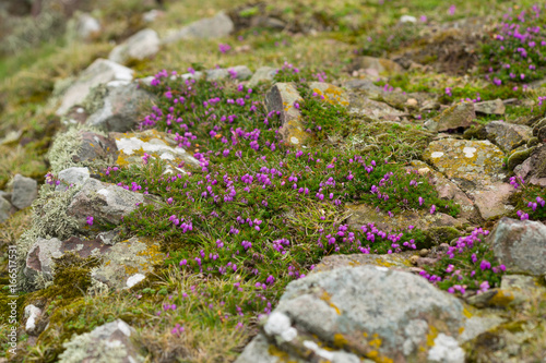 Heidekraut mit Felsen rosa blühend