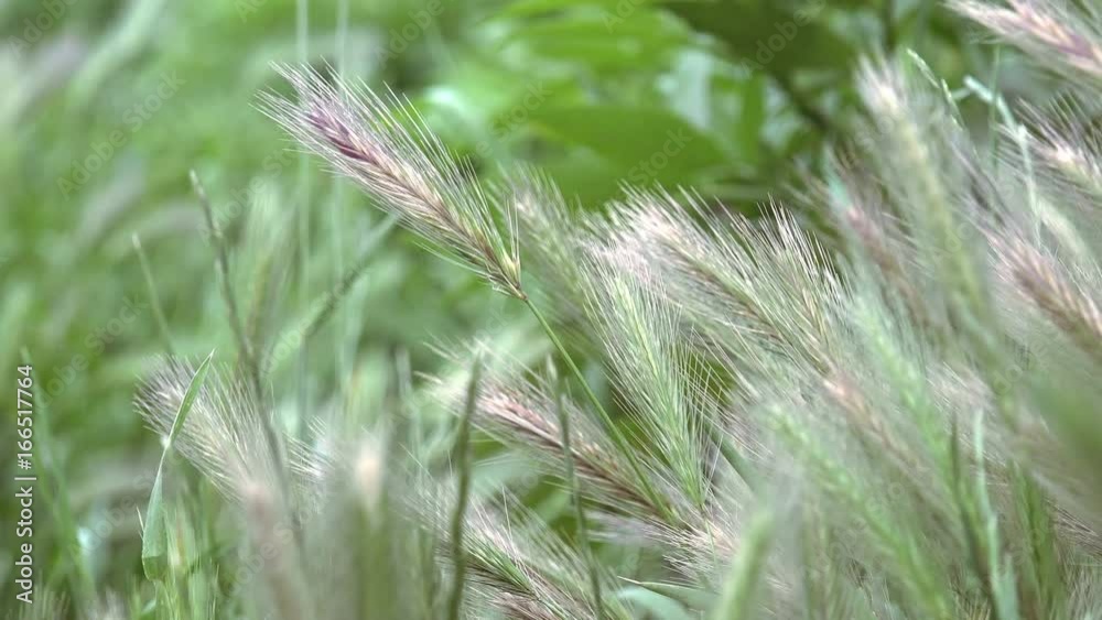Barley grass or wall barley (Hordeum murinum). Close Barley grass or wall barley (Hordeum murinum). Close