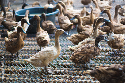 Group of ducks in farm, traditional farming in Thailand. © pookpiik