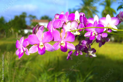  orchid and soft background