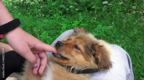 Sweet poppy dog plays eating child finger photo