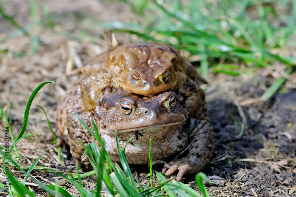 Obraz premium Mating couple of the common toad, Bufo bufo