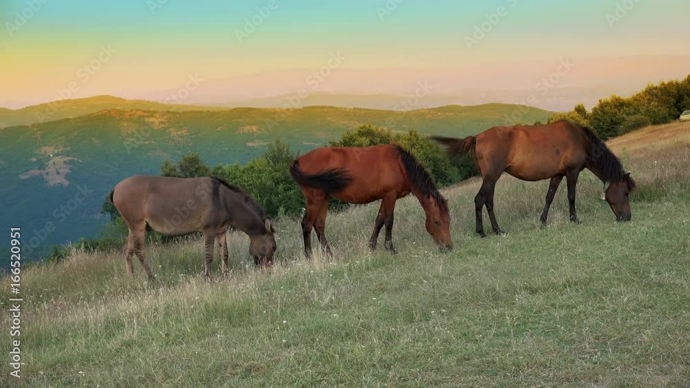 Group of three horses grazingon the pasture meadow Group of three horses grazingon the pasture meadow