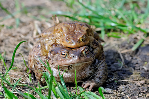 Mating couple of the common toad, Bufo bufo
